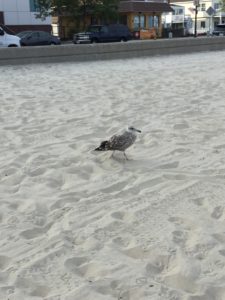 Revere Beach Bird